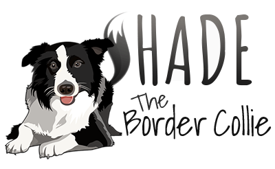 SHADE The Border Collie